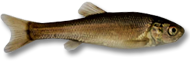 Fathead Minnow