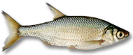 Golden Shiner Minnow